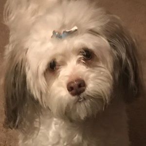 Meet your Posher, Betsy